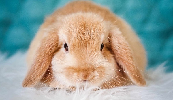 Stwórz swoją własną wyprawkę dla królika