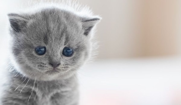 Jak nazwiesz swojego kota ?