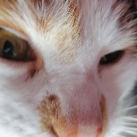 Dezoksyrybonukleinowy