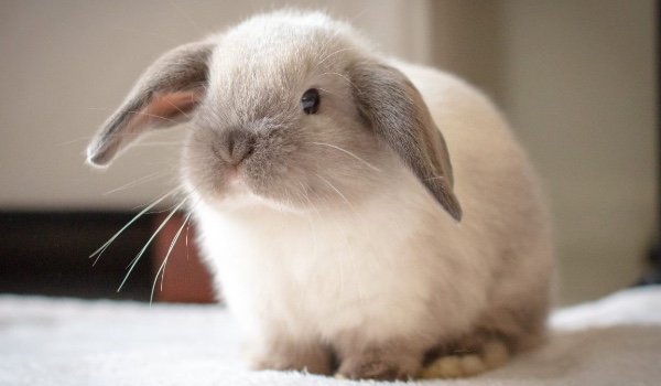 Czy rozpoznasz te rasy królików?