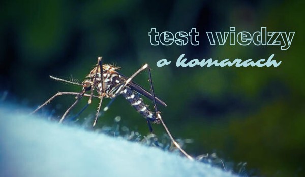 Test wiedzy o komarach!