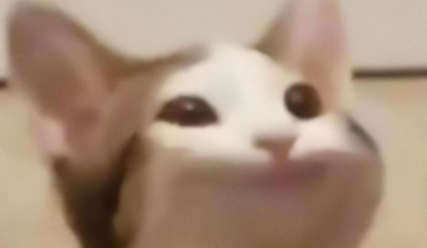 popkot