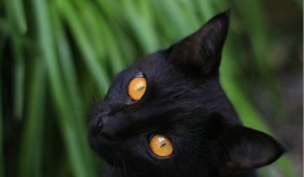 Bitwa profili! FINAŁ