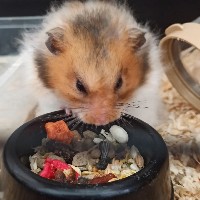 Chomikowe_konto