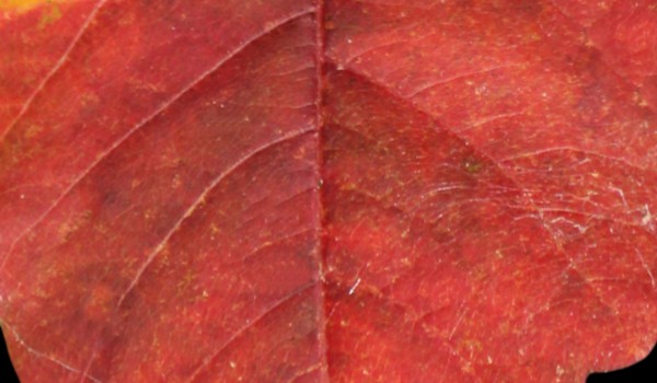 Borys i jego rodzina