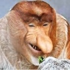 hipaj