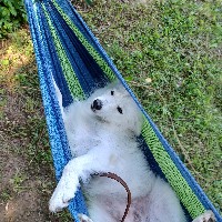 cassie_the_australian_shepherd