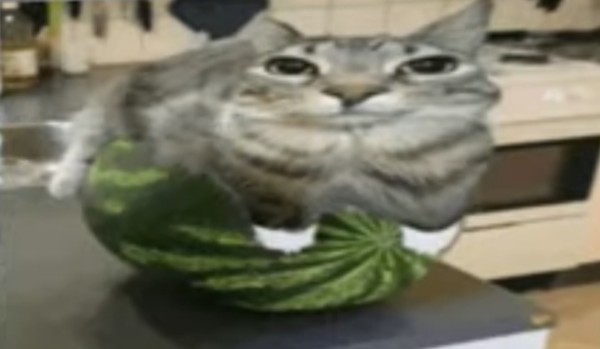 Czy zasługujesz na 2 bobux ode mnie?