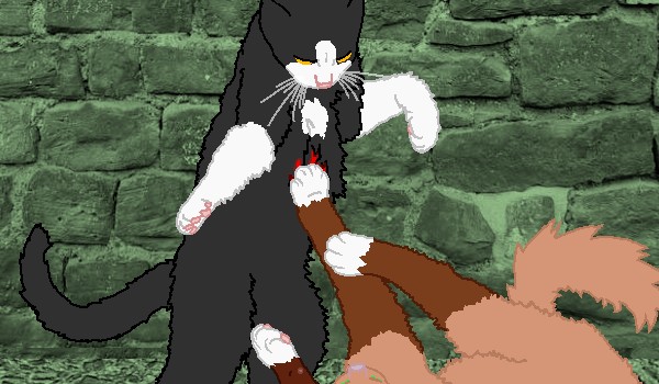 Konkursiwo na kotela