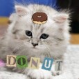 .donut.the.cat.