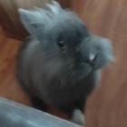 manoz