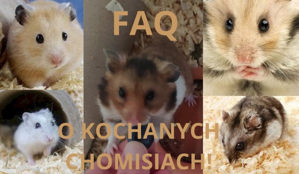 FAQ O KOCHANYCH CHOMICZKACH!