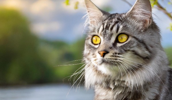 Miłość Falującego Ogona #13