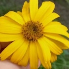 yellow-flower