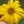 yellow-flower