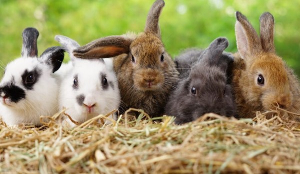 Zagłosuj które imię dla królika jest ładniejsze część 4.