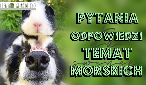 Pytania i odpowiedzi na temat świnek morskich (2)