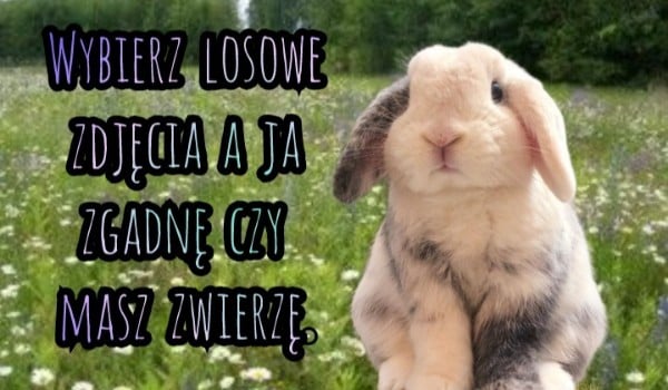 Wybierz losowe zdjęcia a ja zgadnę, czy masz zwierzę.