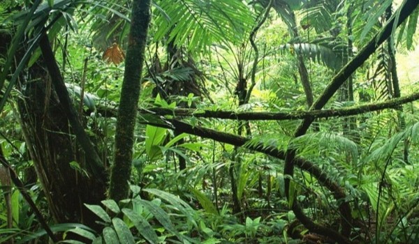 Przerzyłbyś W amazoni