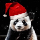 Pan.Panda