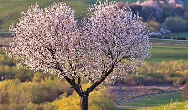 jakim drzewem jesteś