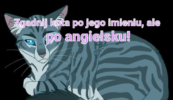 Zgadnij kota po imieniu, ale po angielsku!