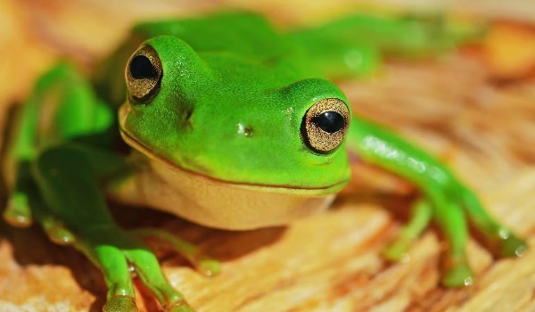 Jaką żabą jesteś?