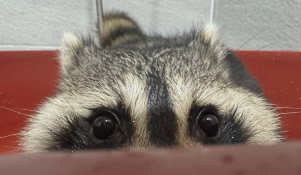 czy mnie kochasz quiz