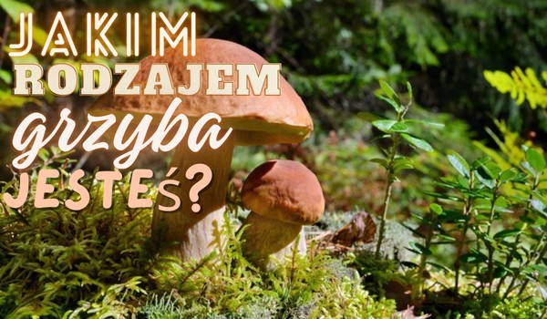 jakim rodzajem grzyba jesteś?