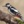 PingwinPL_1