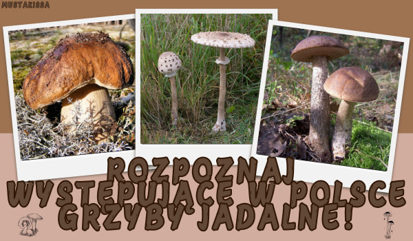 Rozpoznaj występujące w Polsce grzyby jadalne!