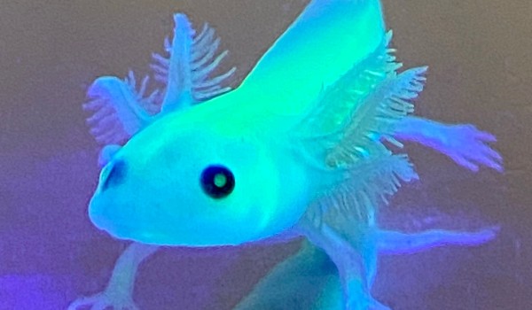 Czy jesteś profesjonalistą od Axolotli?