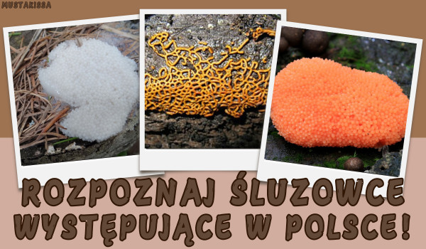 Rozpoznaj śluzowce występujące w Polsce!