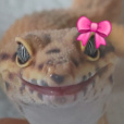 kht.zgred