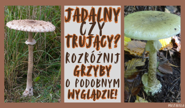 Jadalny czy trujący? Rozróżnij grzyby o podobnym wyglądzie!