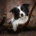 Max_The_Border_Collie