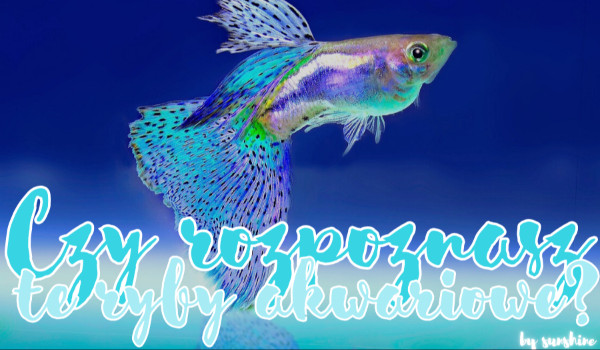 Czy rozpoznasz te ryby akwariowe?