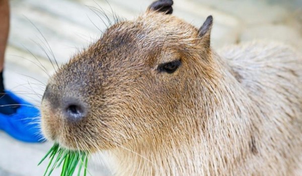 Jaką Kapibarą Jesteś ?