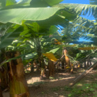 Frencziinverona