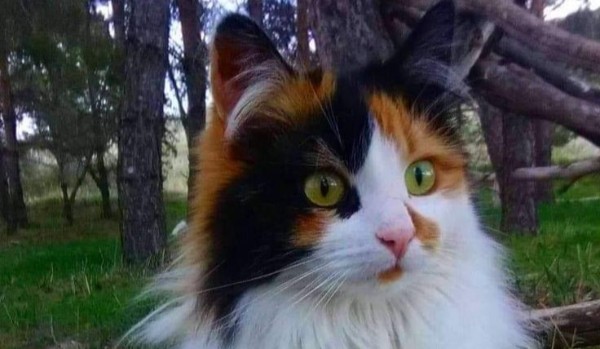 Żal Klonowego Potoku (rozdział 8)