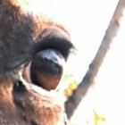 Izabella_Horses