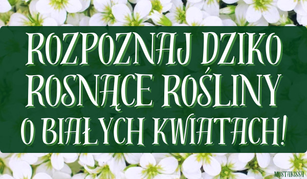 Rozpoznaj dziko rosnące rośliny o białych kwiatach!