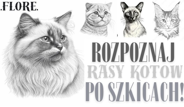 Rozpoznaj rasy kotów po szkicach!