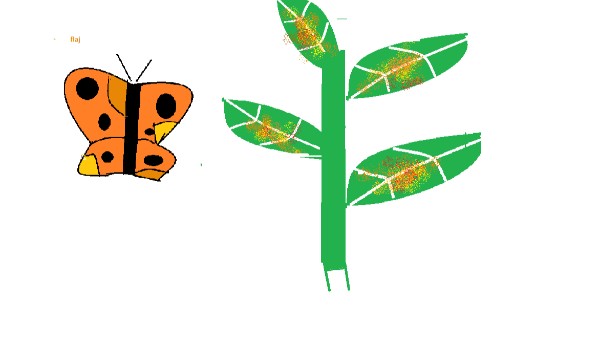 czy jesteś motylem uwu