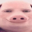 Kozacyrodacyfp