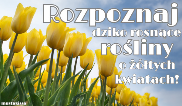 Rozpoznaj dziko rosnące rośliny o żółtych kwiatach!