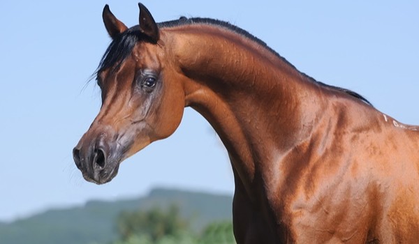 Jakie zdjęcie konia jest lepsze od drugiego? Część2