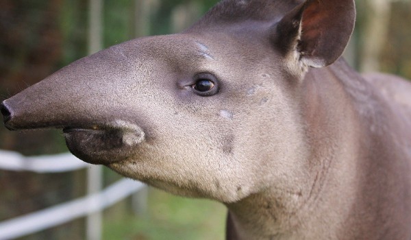 jak bardzo znasz się na zwierzętach