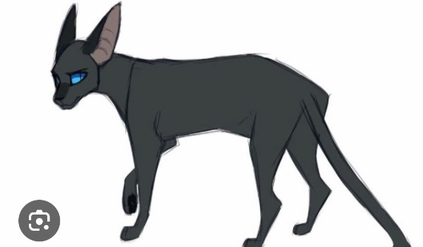 Kim z kotów które wyruszyły w podróż do miejsca w którym tonie słońce jesteś!?