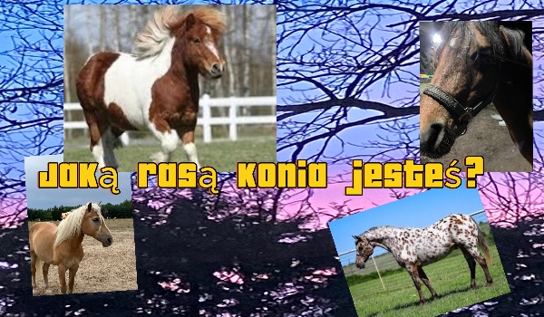 Jaką rasą konia jesteś?